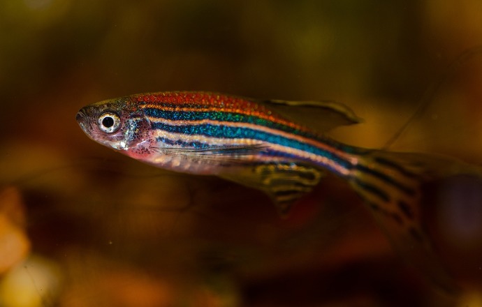 Naukowcy odkrywają sekrety serca dzięki danio pręgowanemu